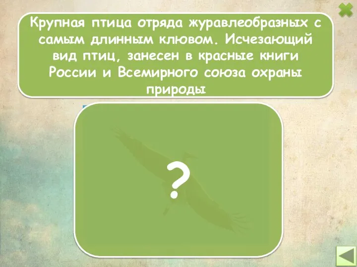 Крупная птица отряда журавлеобразных с самым длинным клювом. Исчезающий вид птиц,