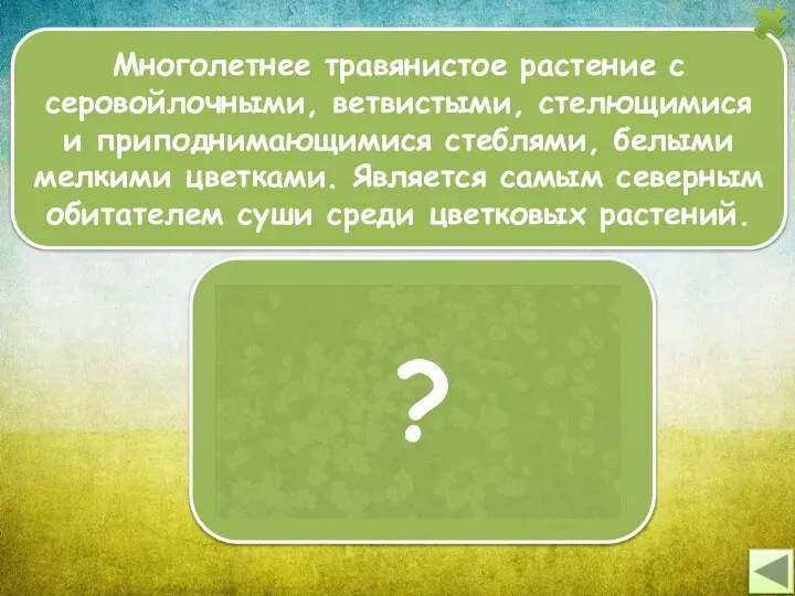 Многолетнее травянистое растение с серовойлочными, ветвистыми, стелющимися и приподнимающимися стеблями, белыми