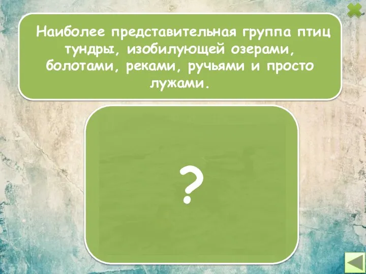 Наиболее представительная группа птиц тундры, изобилующей озерами, болотами, реками, ручьями и просто лужами. ?