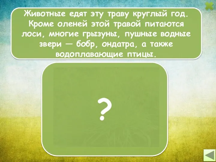 Животные едят эту траву круглый год. Кроме оленей этой травой питаются