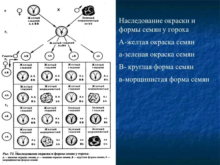 Наследование окраски и формы семян у гороха А-желтая окраска семян а-зеленая