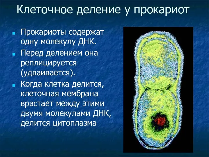 Клеточное деление у прокариот Прокариоты содержат одну молекулу ДНК. Перед делением