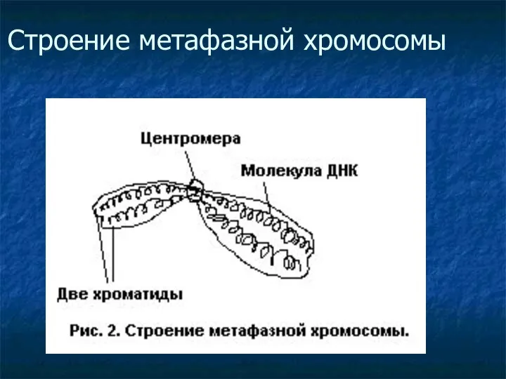 Строение метафазной хромосомы