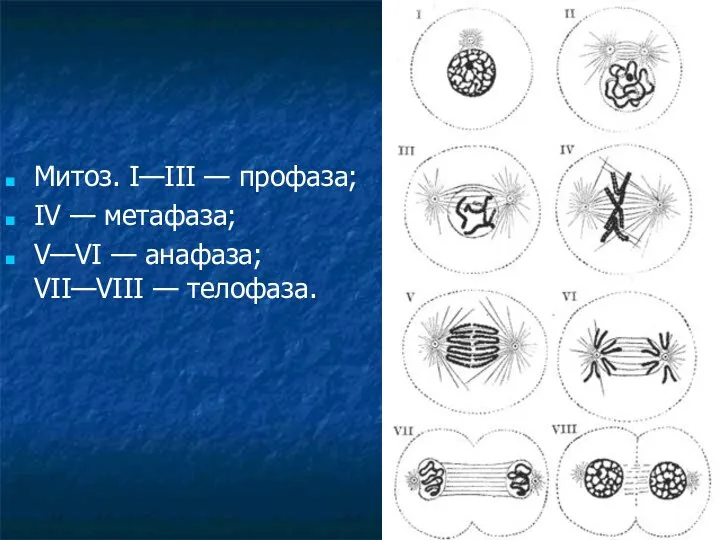 Митоз. I—III — профаза; IV — метафаза; V—VI — анафаза; VII—VIII — телофаза.