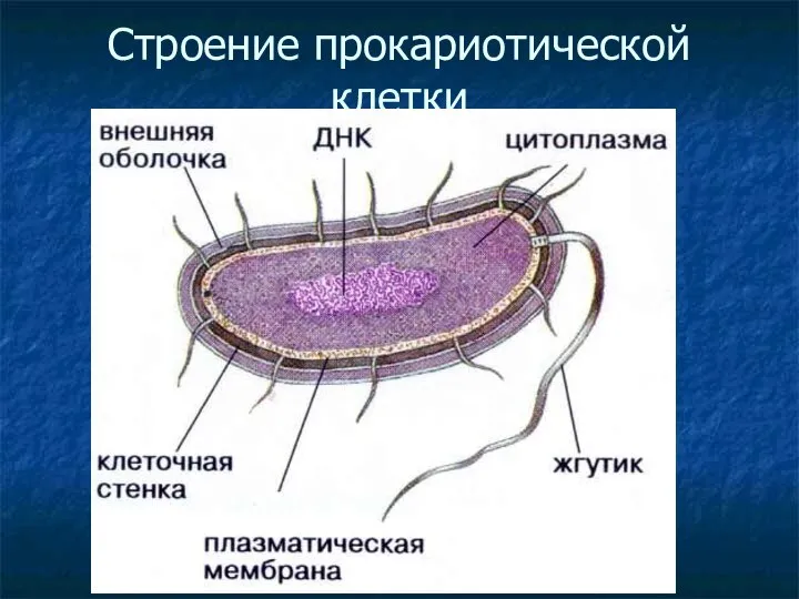 Строение прокариотической клетки