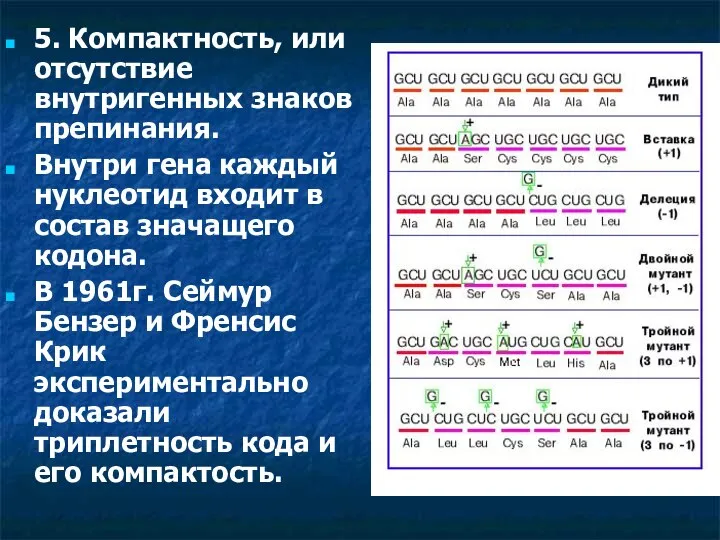 5. Компактность, или отсутствие внутригенных знаков препинания. Внутри гена каждый нуклеотид