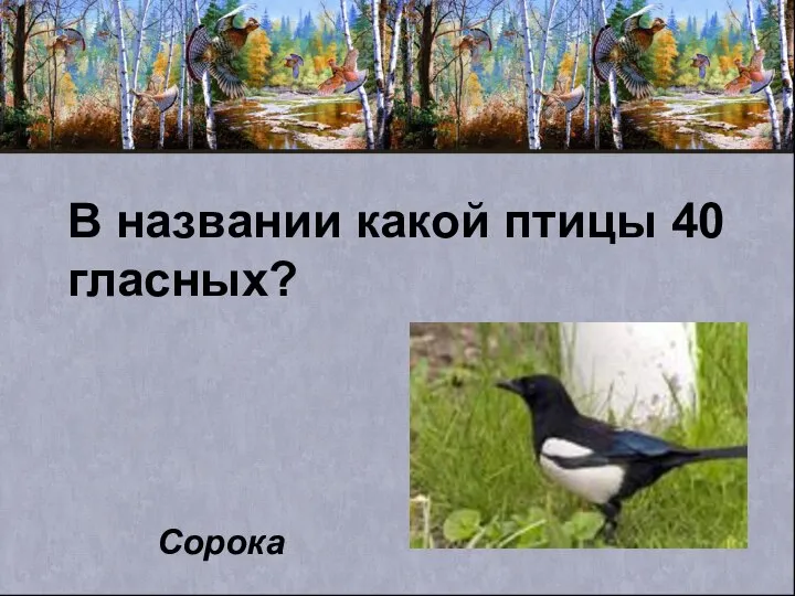 В названии какой птицы 40 гласных? Сорока