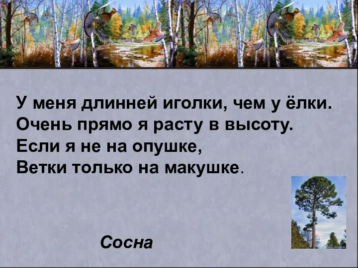 У меня длинней иголки, чем у ёлки. Очень прямо я расту