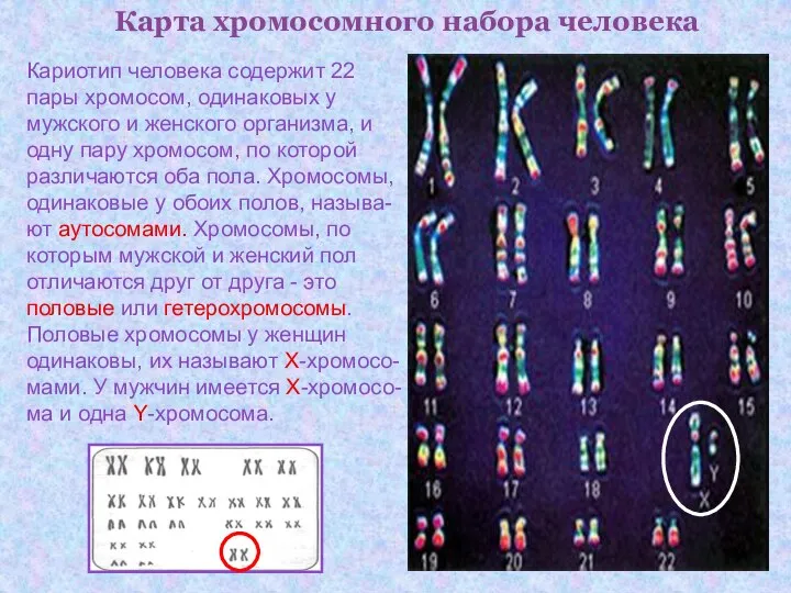 Карта хромосомного набора человека Кариотип человека содержит 22 пары хромосом, одинаковых