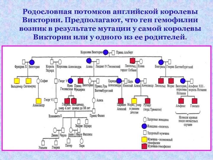 Родословная потомков английской королевы Виктории. Предполагают, что ген гемофилии возник в