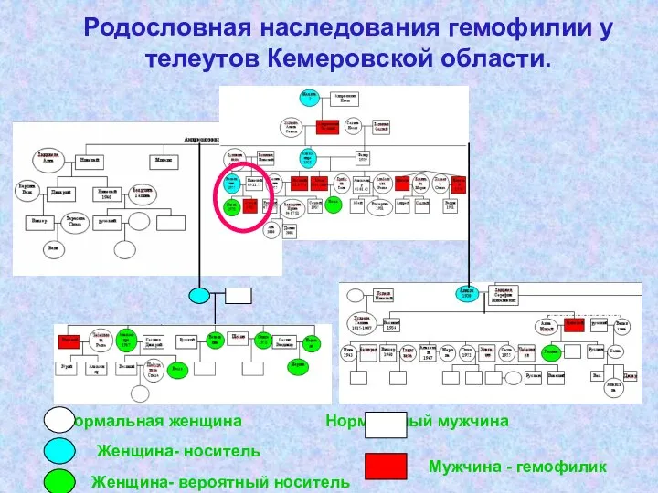 Родословная наследования гемофилии у телеутов Кемеровской области. Нормальная женщина Нормальный мужчина