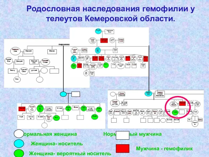 Родословная наследования гемофилии у телеутов Кемеровской области. Нормальная женщина Нормальный мужчина