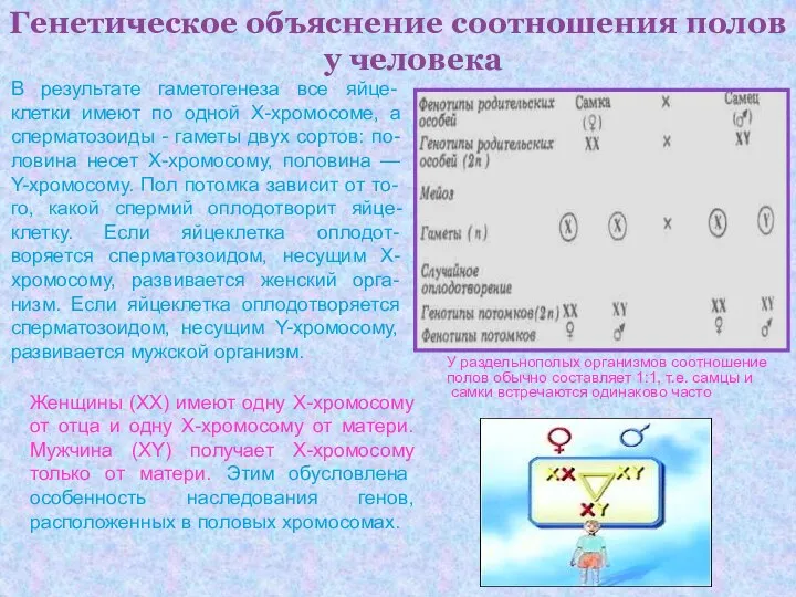 Генетическое объяснение соотношения полов у человека В результате гаметогенеза все яйце-клетки