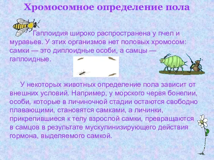 Хромосомное определение пола Гаплоидия широко распространена у пчел и муравьев. У