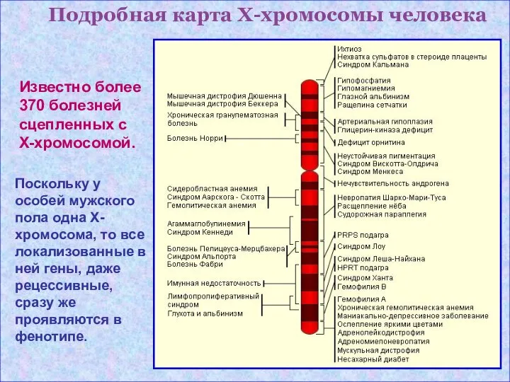 Подробная карта Х-хромосомы человека Известно более 370 болезней сцепленных с Х-хромосомой.