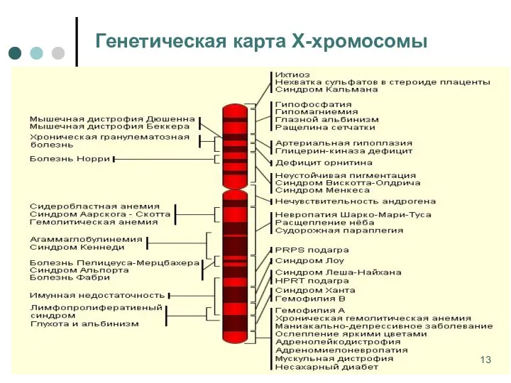 Генетическая карта Х-хромосомы