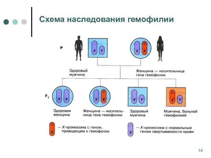 Схема наследования гемофилии