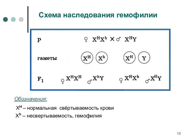 Схема наследования гемофилии Обозначения: ХН – нормальная свёртываемость крови Xh – несвертываемость, гемофилия