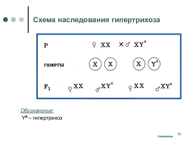 Схема наследования гипертрихоза 100 % наследование по мужской линии Обозначения: YA – гипертрихоз К содержанию