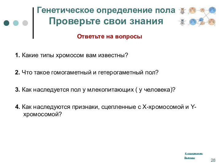 Генетическое определение пола Проверьте свои знания 1. Какие типы хромосом вам