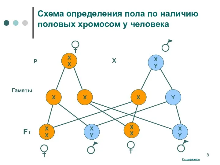 Схема определения пола по наличию половых хромосом у человека XY XY