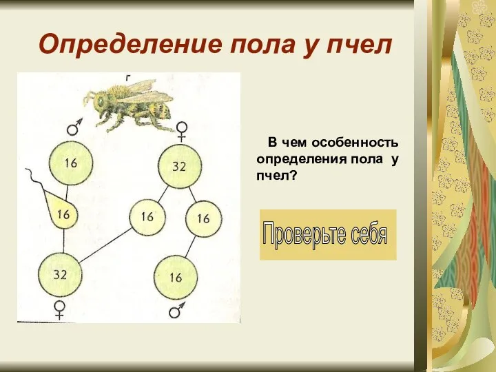 Определение пола у пчел В чем особенность определения пола у пчел?