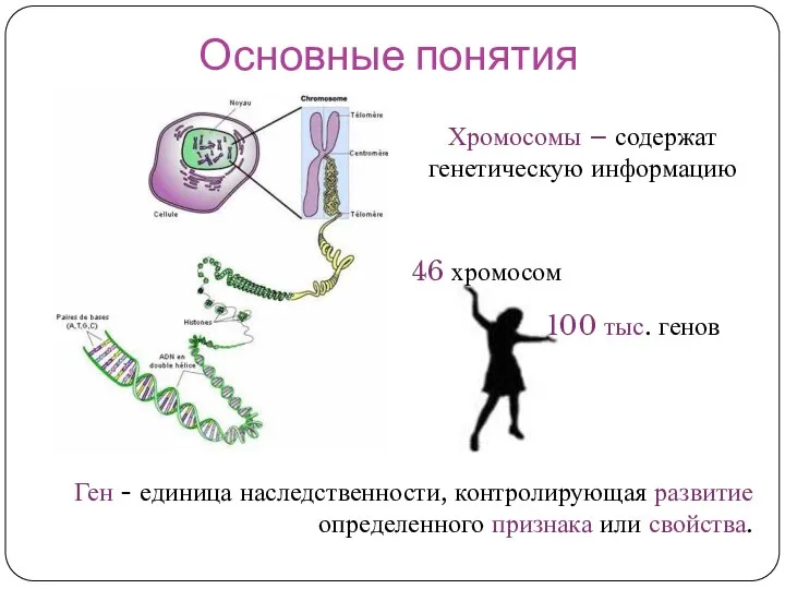 Основные понятия Ген - единица наследственности, контролирующая развитие определенного признака или