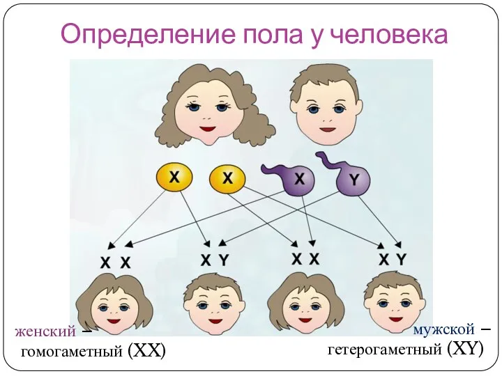 Определение пола у человека женский – гомогаметный (XX) мужской – гетерогаметный (XY)