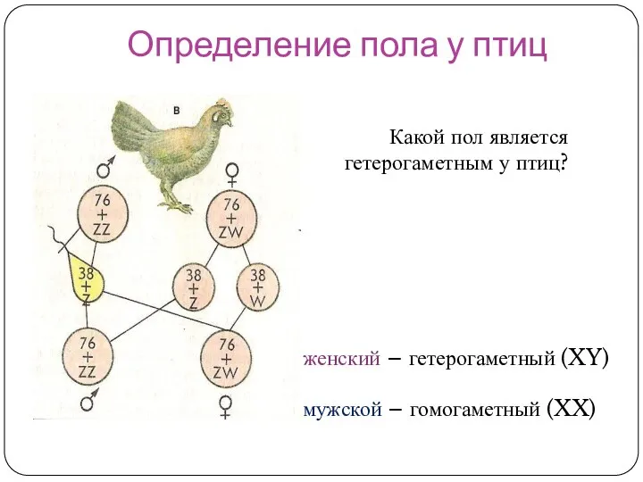 Определение пола у птиц Какой пол является гетерогаметным у птиц? женский