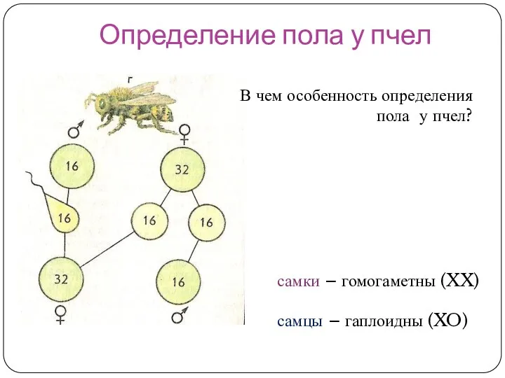 Определение пола у пчел В чем особенность определения пола у пчел?