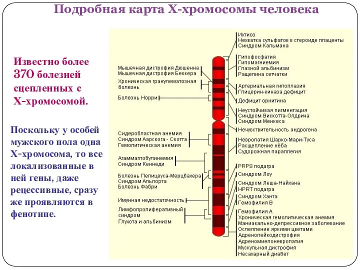 Подробная карта Х-хромосомы человека Известно более 370 болезней сцепленных с Х-хромосомой.