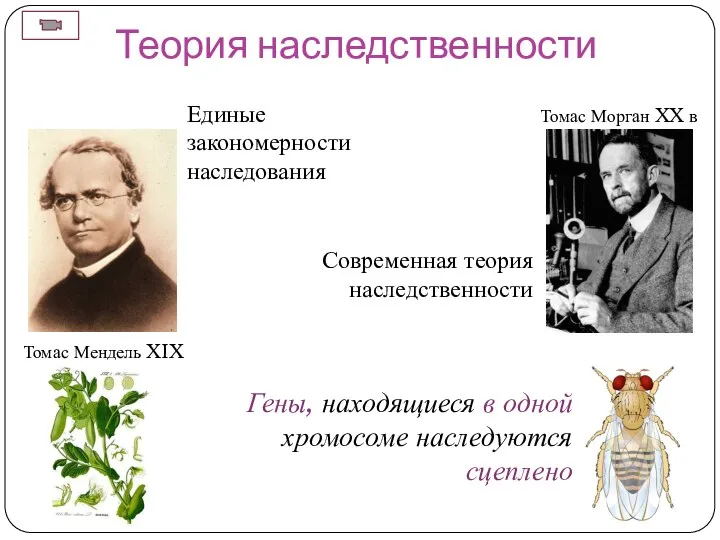 Теория наследственности Единые закономерности наследования Современная теория наследственности Томас Мендель XIX