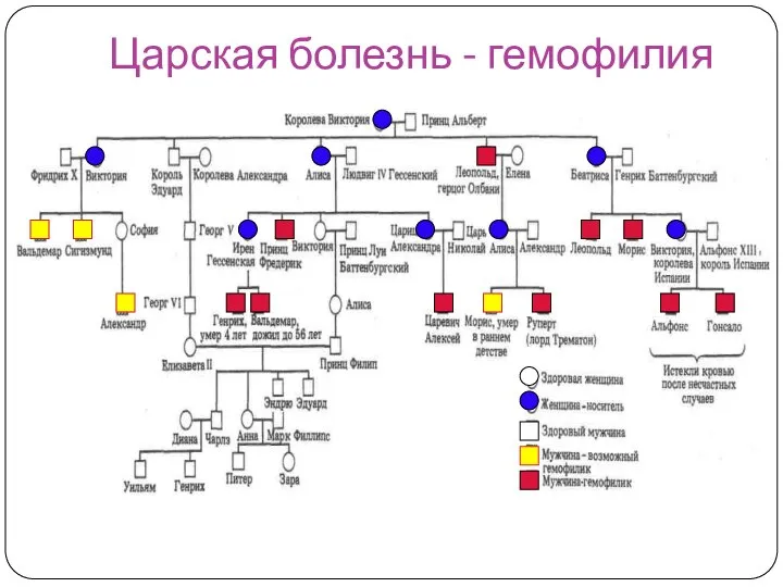 Царская болезнь - гемофилия