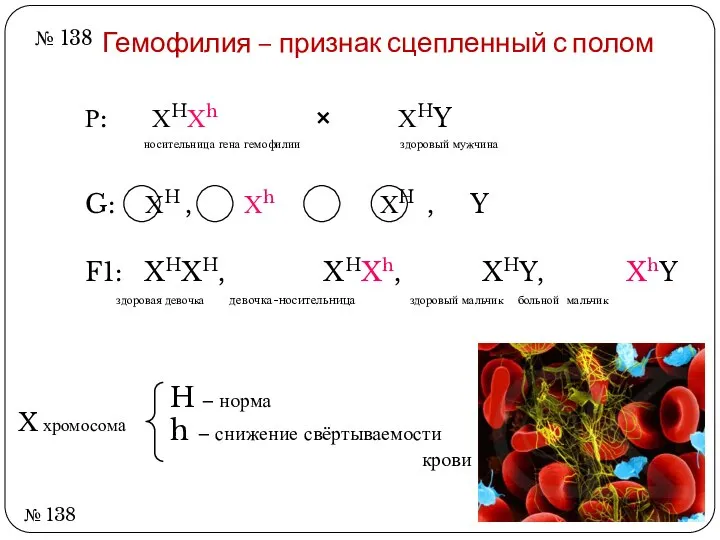 Гемофилия – признак сцепленный с полом Р: ХHХh ⨯ ХHY носительница