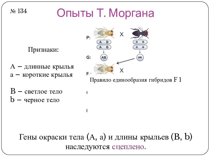 Опыты Т. Моргана Признаки: А – длинные крылья а – короткие