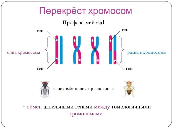 Перекрёст хромосом ген ген - обмен аллельными генами между гомологичными хромосомами