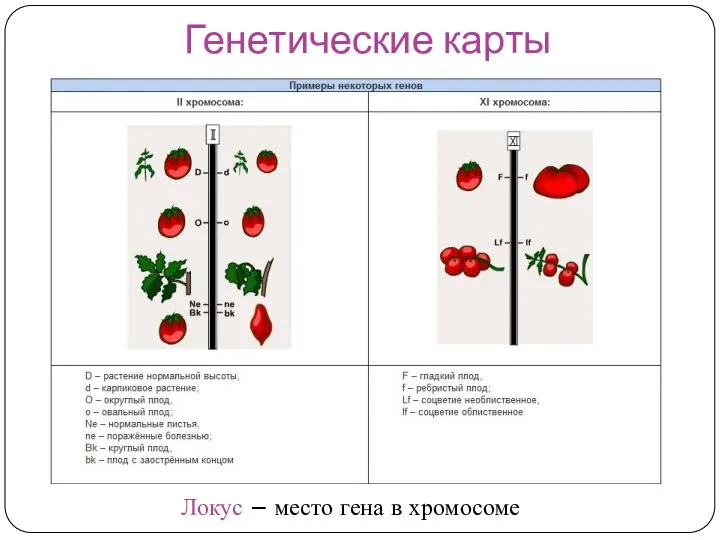 Генетические карты Локус – место гена в хромосоме