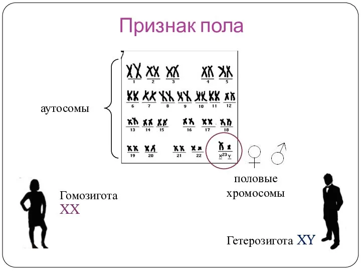 Признак пола Гомозигота XX Гетерозигота XY аутосомы половые хромосомы