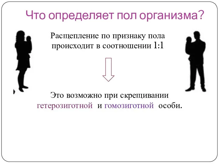 Что определяет пол организма? Расщепление по признаку пола происходит в соотношении