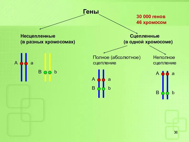 А a B b Гены Несцепленные Сцепленные (в разных хромосомах) (в