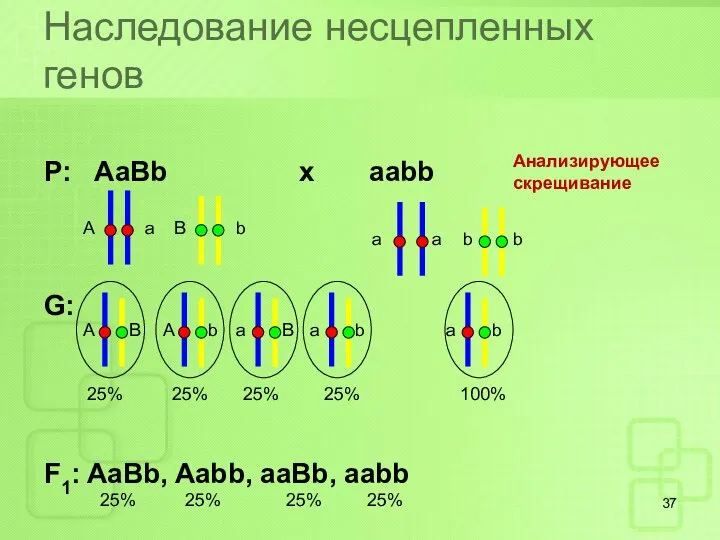 Наследование несцепленных генов Р: AaBb x aabb G: F1: AaBb, Aabb,