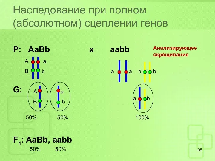 Наследование при полном (абсолютном) сцеплении генов Р: AaBb x aabb G: