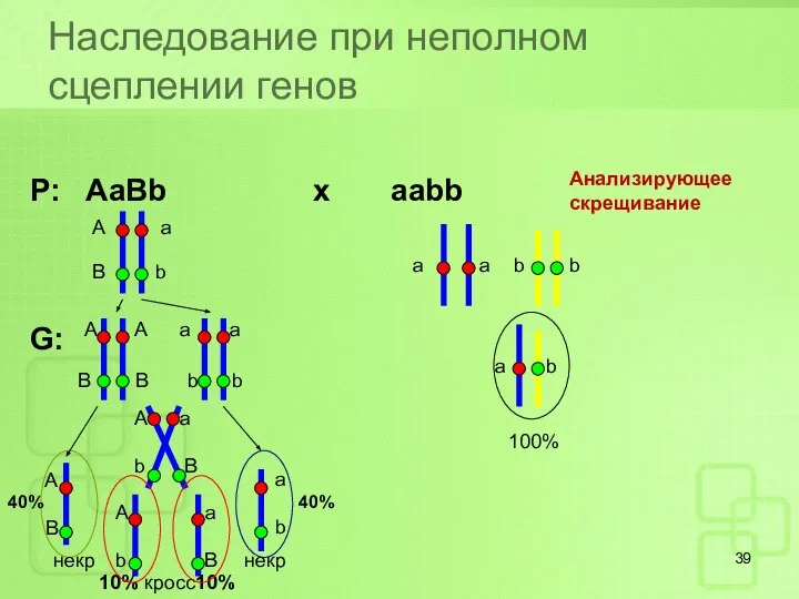 Наследование при неполном сцеплении генов Р: AaBb x aabb G: А
