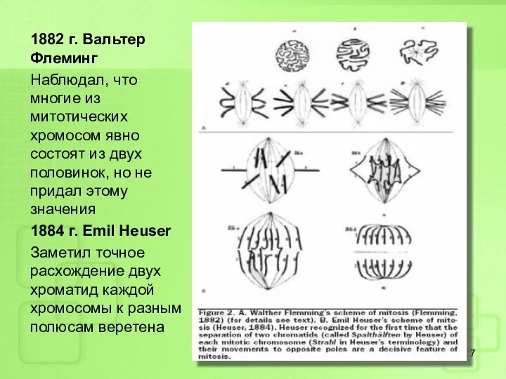 1882 г. Вальтер Флеминг Наблюдал, что многие из митотических хромосом явно