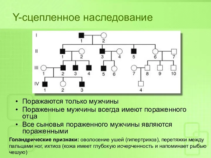 Y-сцепленное наследование Поражаются только мужчины Пораженные мужчины всегда имеют пораженного отца