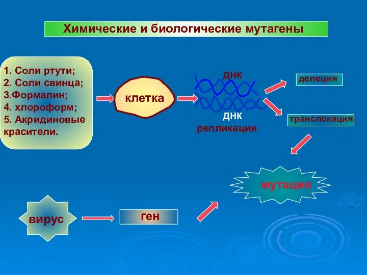 Химические и биологические мутагены 1. Соли ртути; 2. Соли свинца; 3.Формалин;