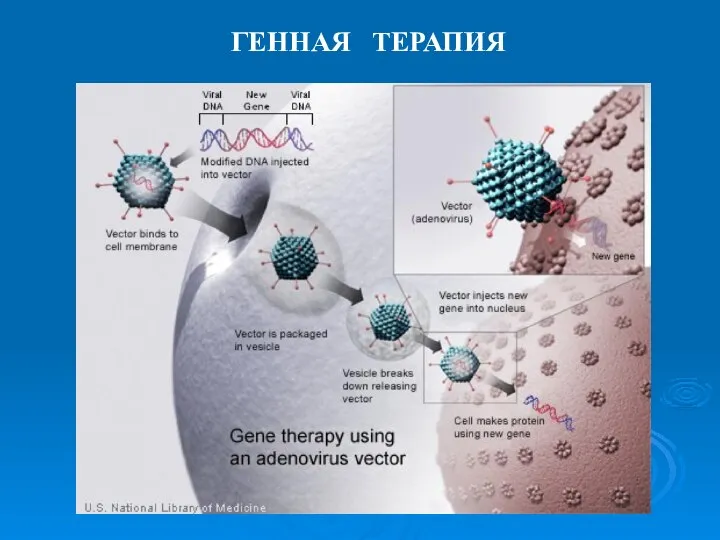 ГЕННАЯ ТЕРАПИЯ