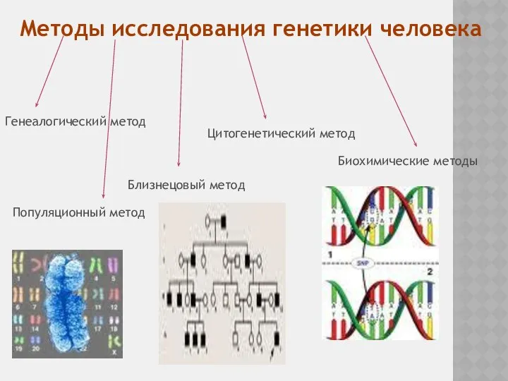 Методы исследования генетики человека Генеалогический метод Популяционный метод Близнецовый метод Цитогенетический метод Биохимические методы