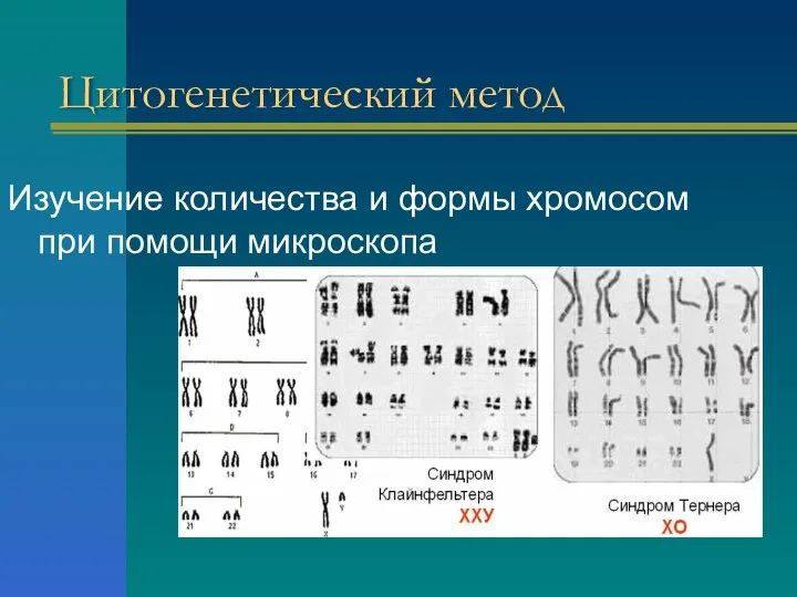 Цитогенетический метод Изучение количества и формы хромосом при помощи микроскопа