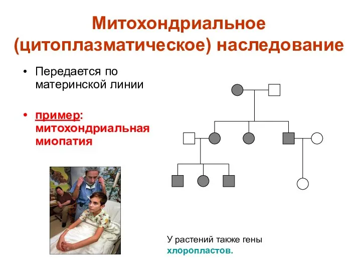 Митохондриальное (цитоплазматическое) наследование Передается по материнской линии пример: митохондриальная миопатия У растений также гены хлоропластов.